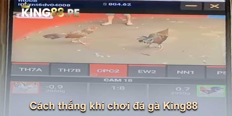 Cách thắng khi chơi đá gà King88