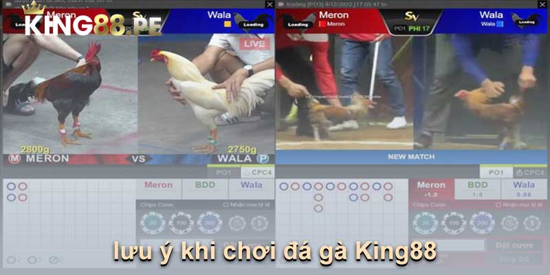 lưu ý khi chơi đá gà King88